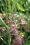 Anthriscus sylvestris
