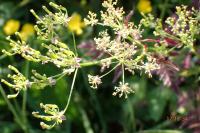Anthriscus sylvestris