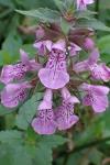 Stachys palustris