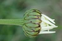 Leucanthemum maximum