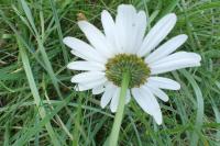 Leucanthemum maximum