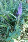 Veronica spicata