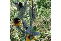 Rudbeckia hirta