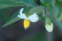 Solanum nigrum