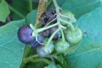 Solanum nigrum