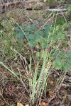 Molinia caerulea