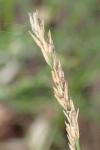 Molinia caerulea