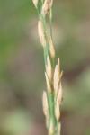 Molinia caerulea
