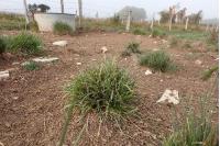 Carex hordeistichos