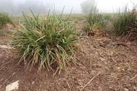 Carex hordeistichos