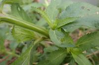 Scrophularia oblongifolia subsp. umbrosa