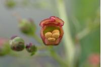Scrophularia oblongifolia subsp. umbrosa