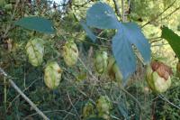 Humulus lupulus