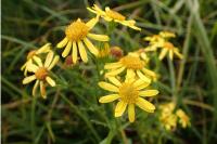 Jacobaea aquatica