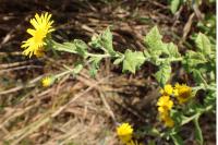 Pulicaria dysenterica