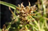 Cyperus fuscus