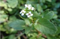Nasturtium officinale