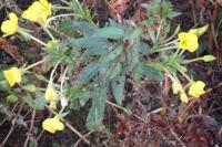 Oenothera parviflora