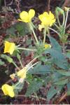 Oenothera parviflora