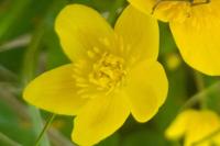 Caltha palustris