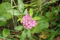 Trifolium pratense