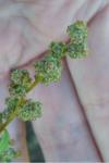 Chenopodium album