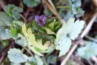 Glechoma hederacea