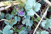 Glechoma hederacea