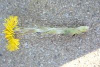 Tussilago farfara