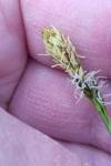 Carex caryophyllea