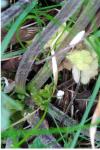 Ranunculus repens