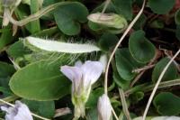 Viola palustris