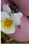 Viola arvensis