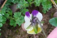 Viola arvensis
