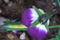 Viola arvensis