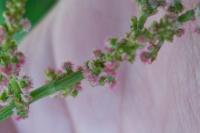 Rumex acetosa