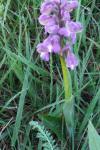 Anacamptis morio