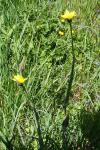 Tragopogon pratensis