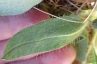 Pilosella officinarum