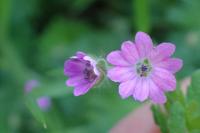 Geranium molle