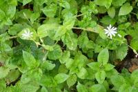 Stellaria nemorum