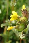 Rhinanthus minor
