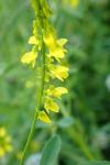 Melilotus officinalis