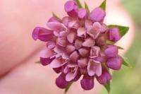 Knautia arvensis