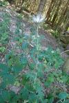 Cirsium vulgare