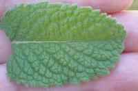 Mentha suaveolens