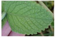 Mentha suaveolens