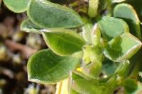 Genista pilosa