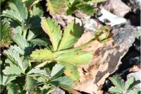 Potentilla reptans