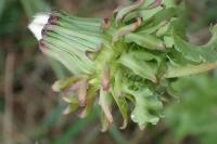Taraxacum officinale
